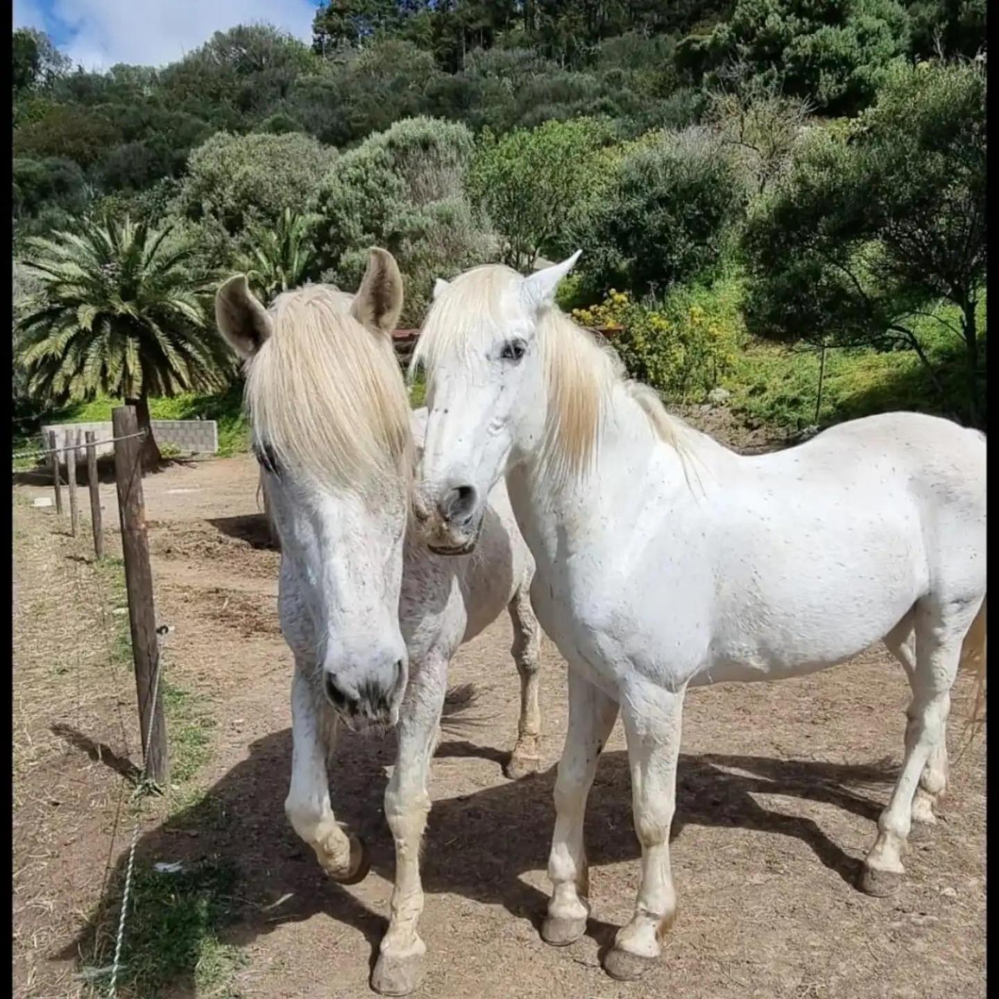 El Batan Resort Santa Brígida Esterno foto
